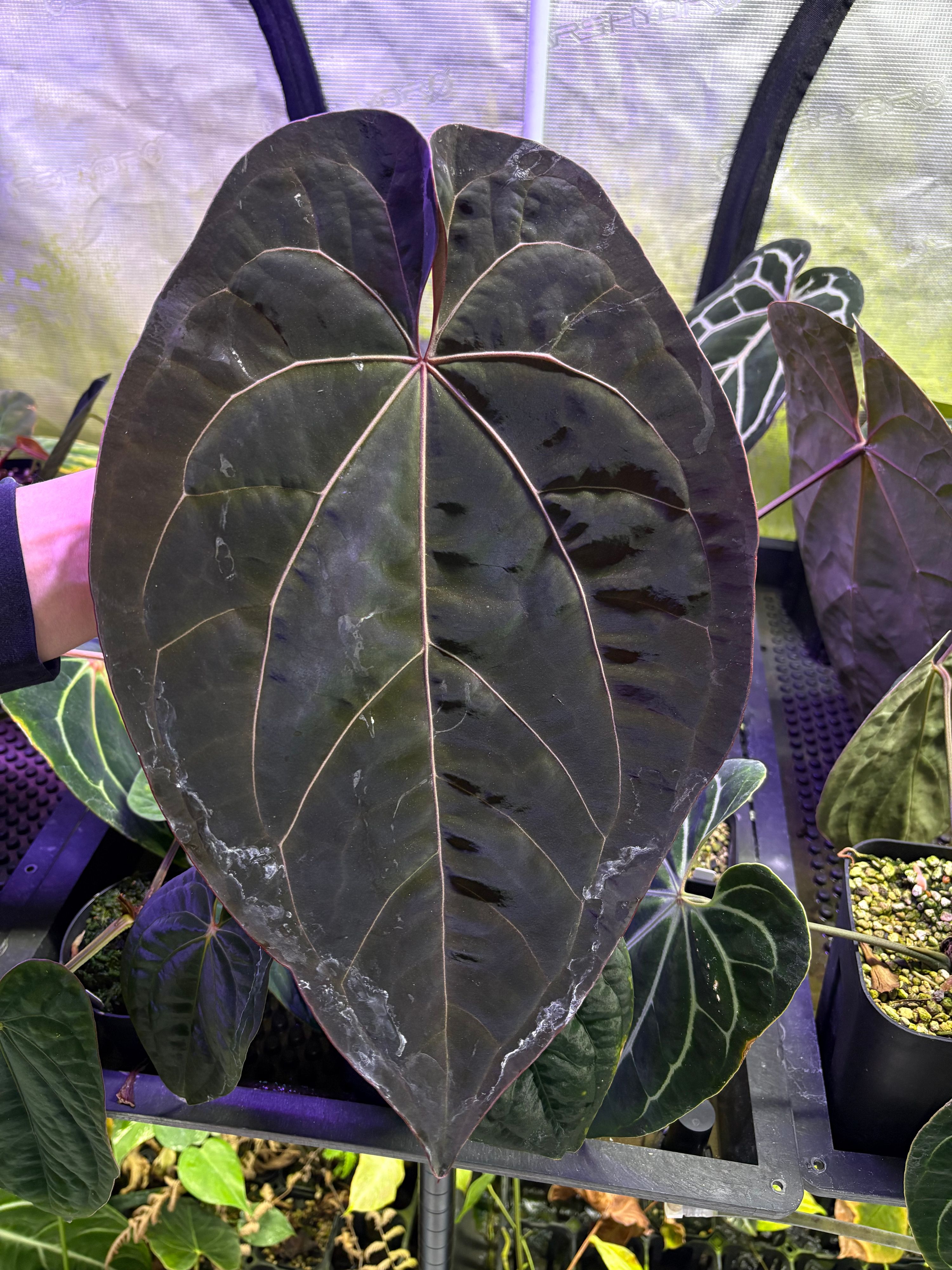 Anthurium 'Ace of Spades'