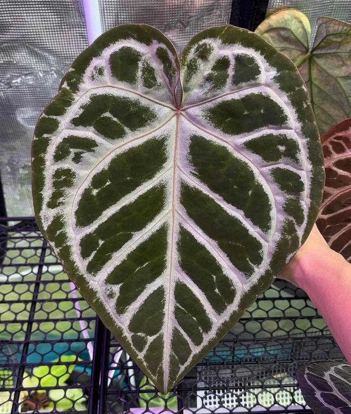 Anthurium 'Angels dream'