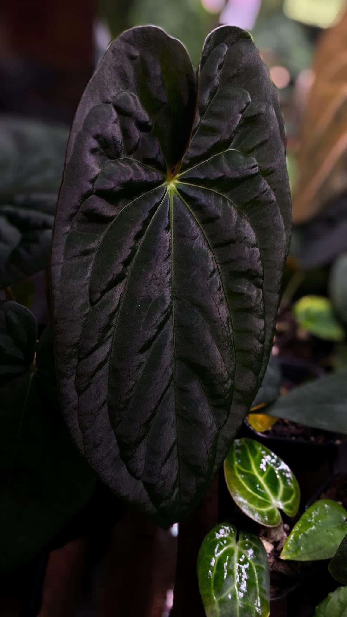Anthurium 'Galaxy'