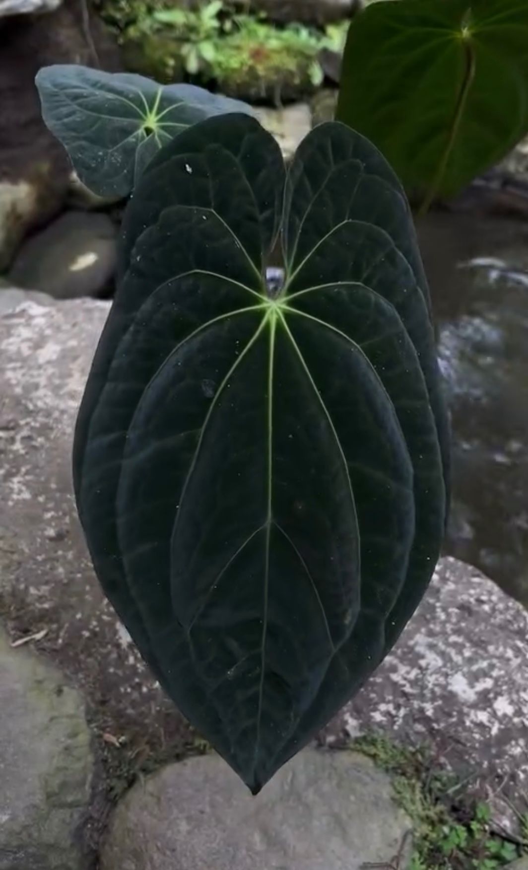 Anthurium 'Galaxy'