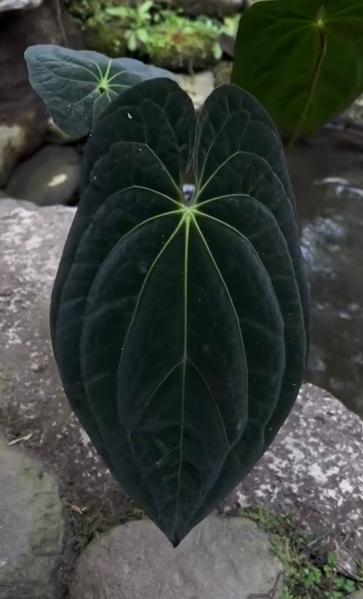 Anthurium 'Galaxy'