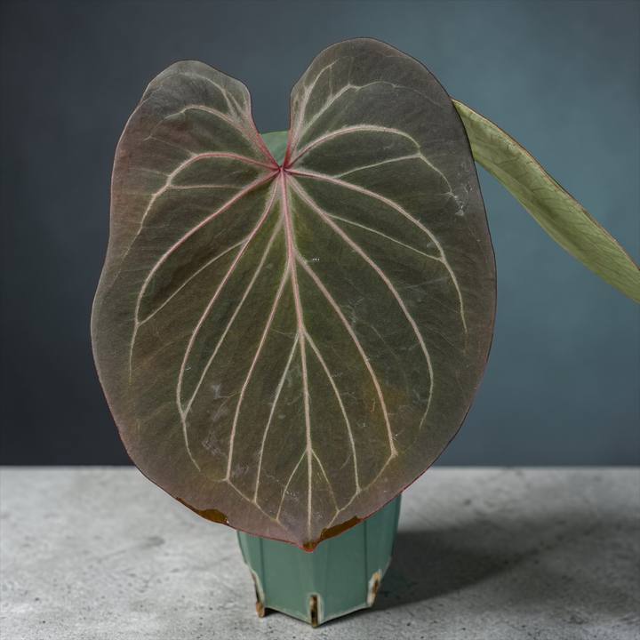 Anthurium 'King of Spades'