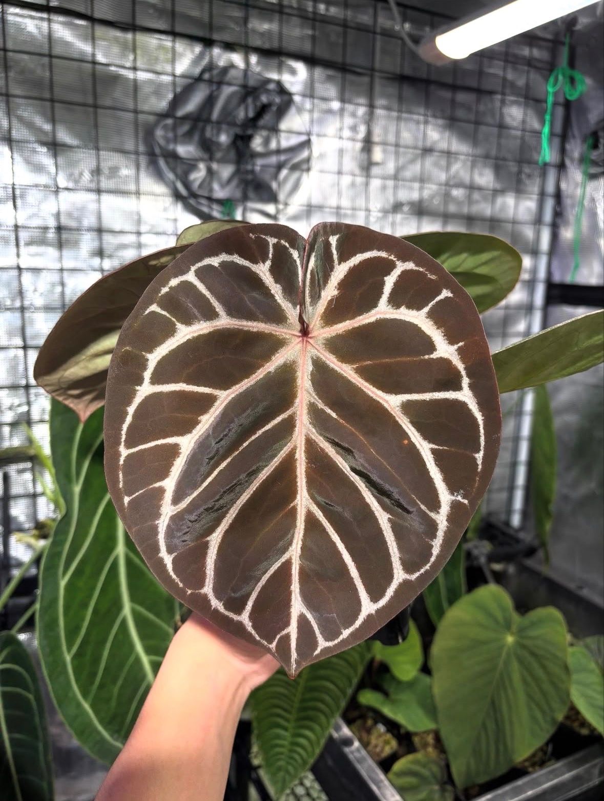 Anthurium 'Mystique A88'
