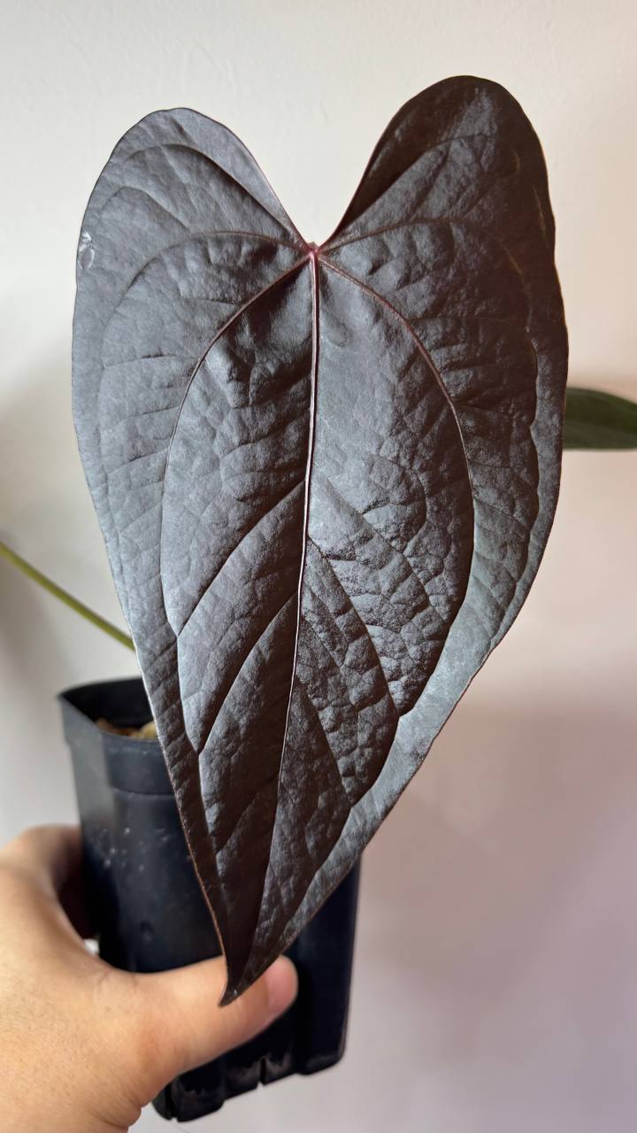 Anthurium 'Queen of Hearts'