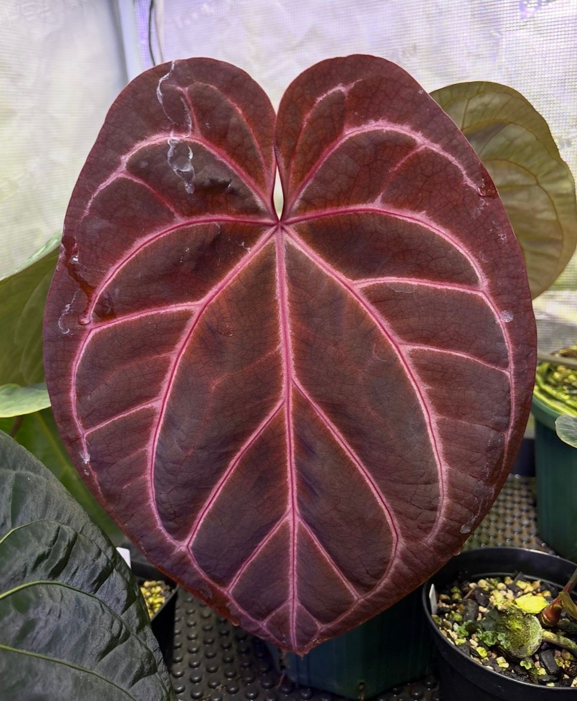 Anthurium 'Red Crystallinum'