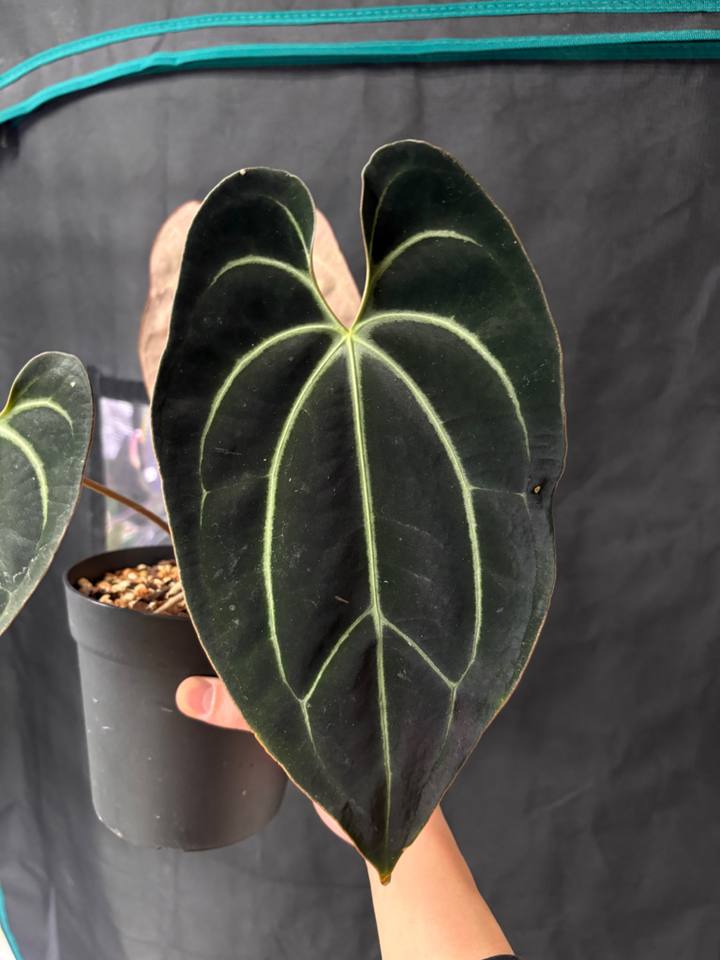 Anthurium aff. besseae