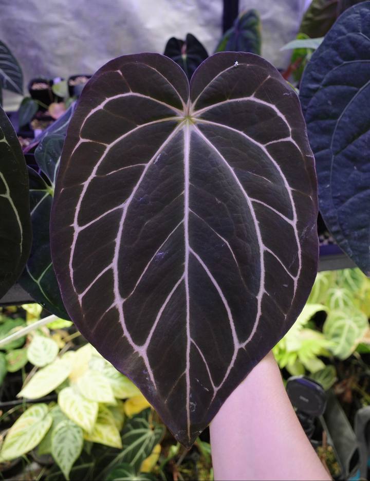 Anthurium carlablackiae