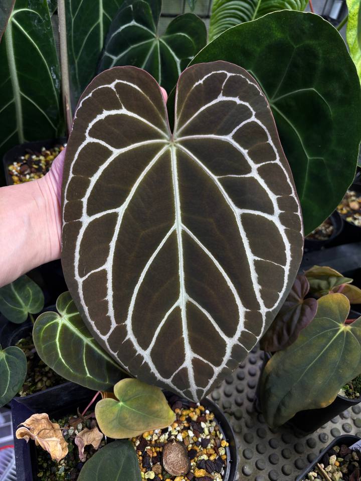 Anthurium crystallinum