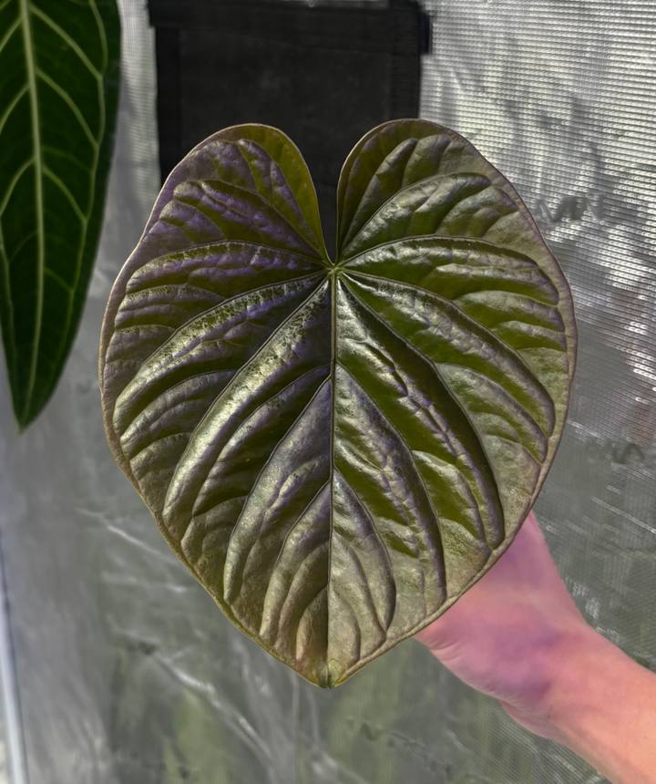 Anthurium debile