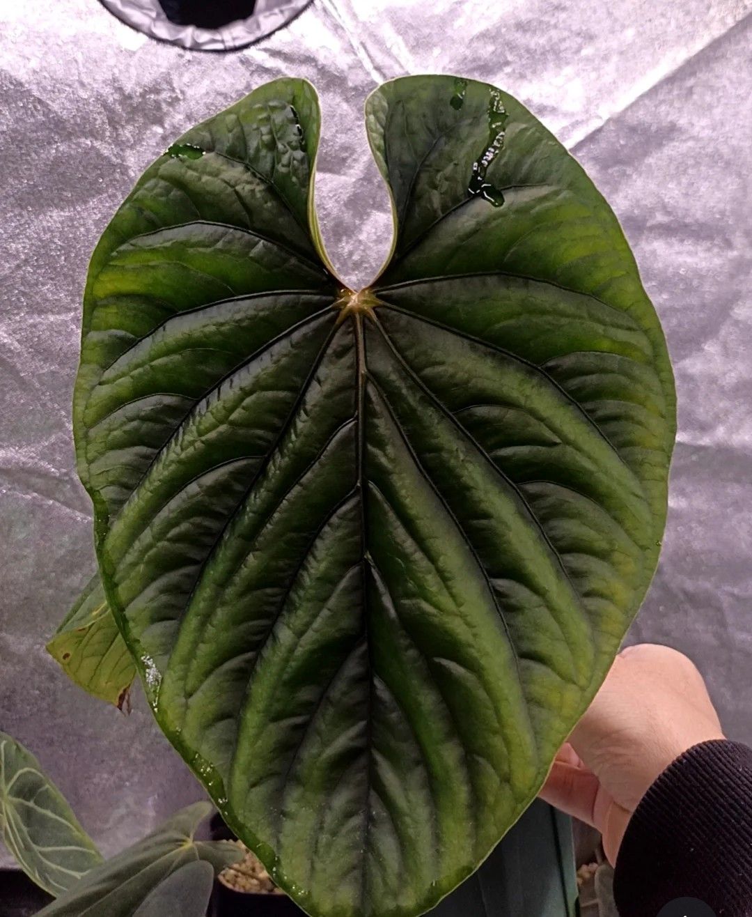 Anthurium debile