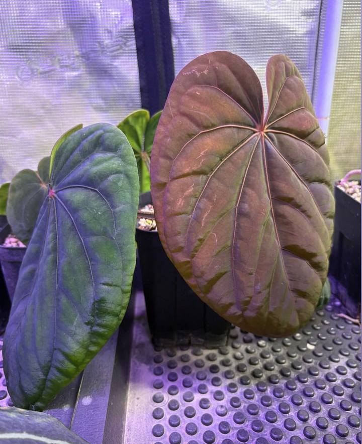Anthurium dressleri