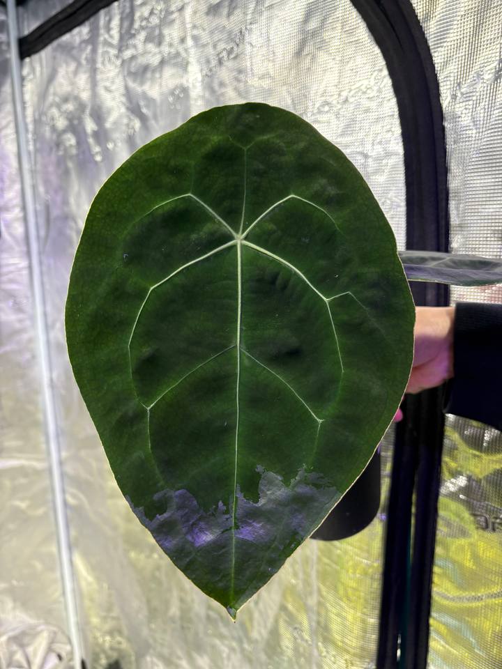 Anthurium forgetii