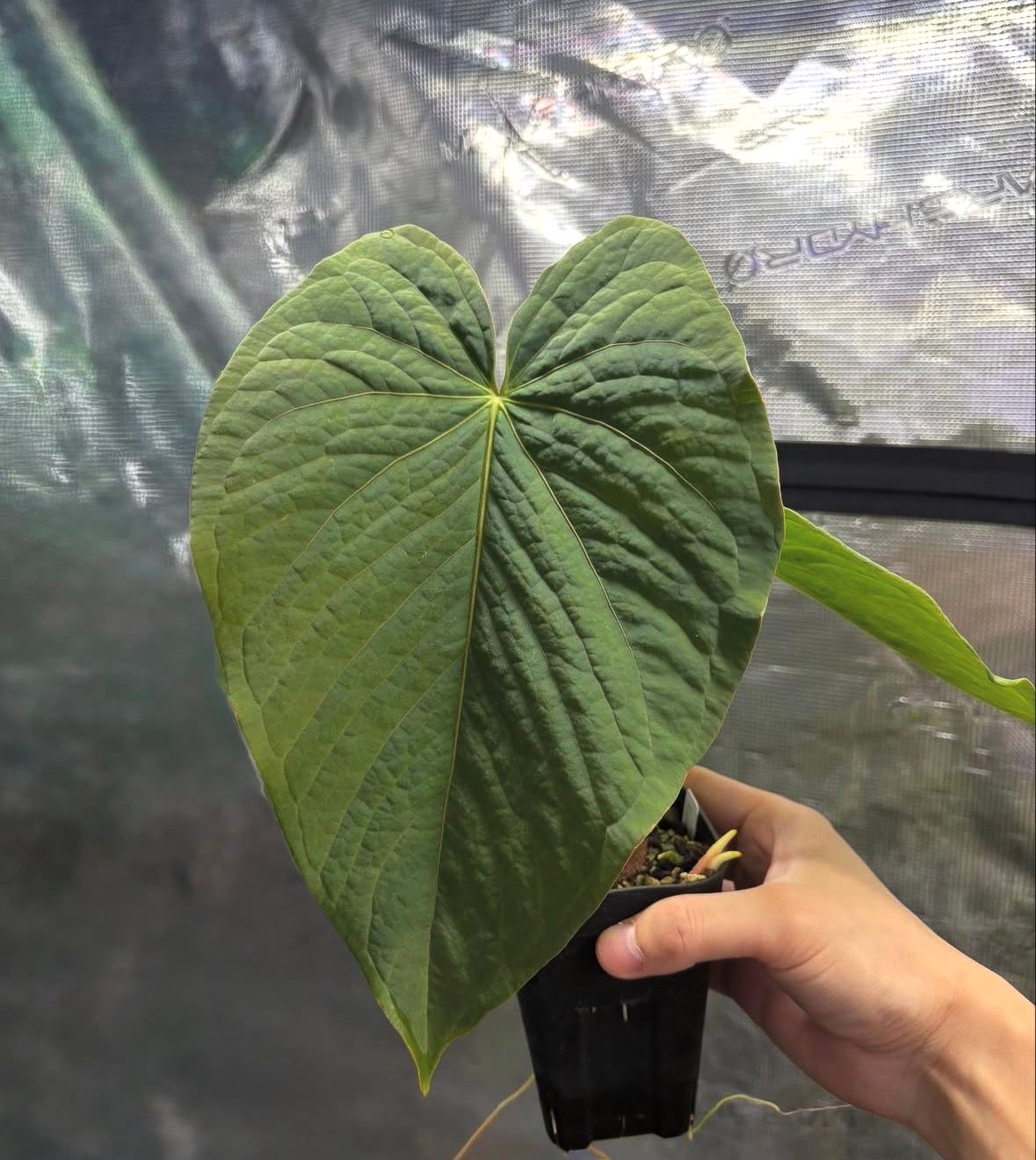 Anthurium kunayalense