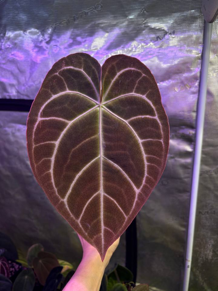 Anthurium magnificum