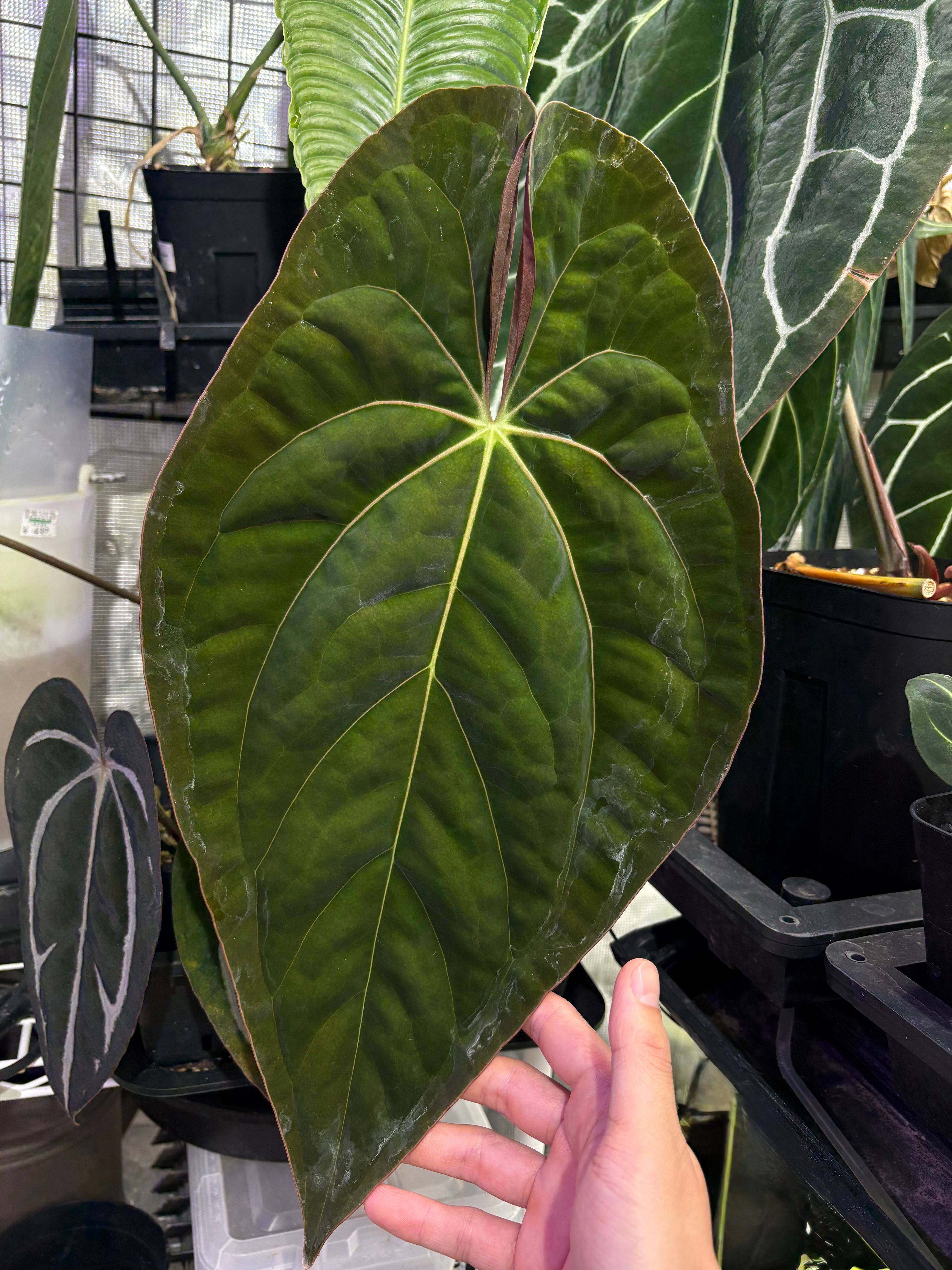 Anthurium papillilaminum