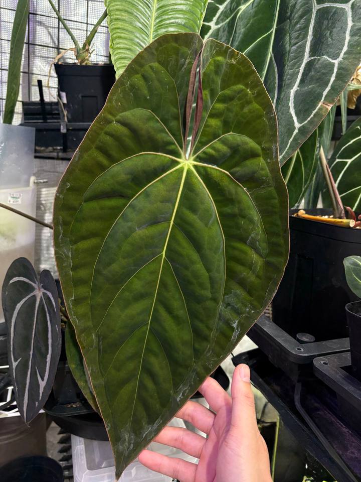 Anthurium papillilaminum