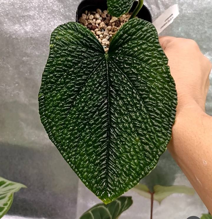Anthurium splendidum