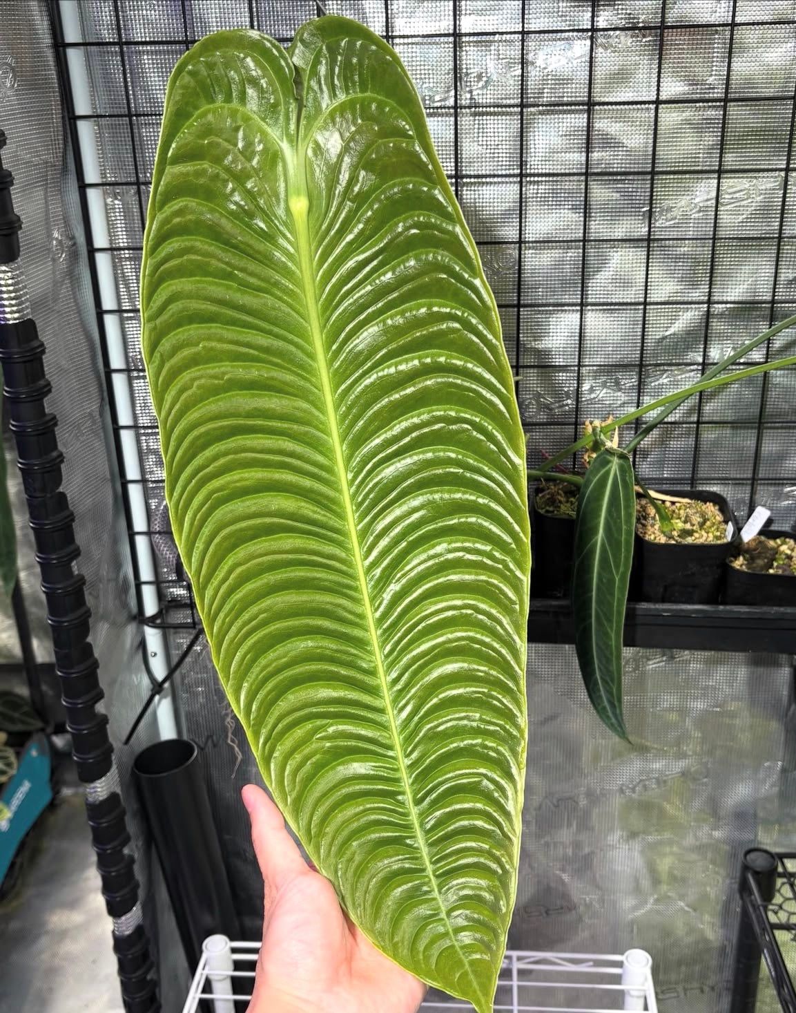 Anthurium veitchii