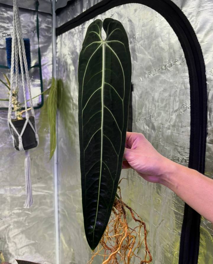 Anthurium warocqueanum