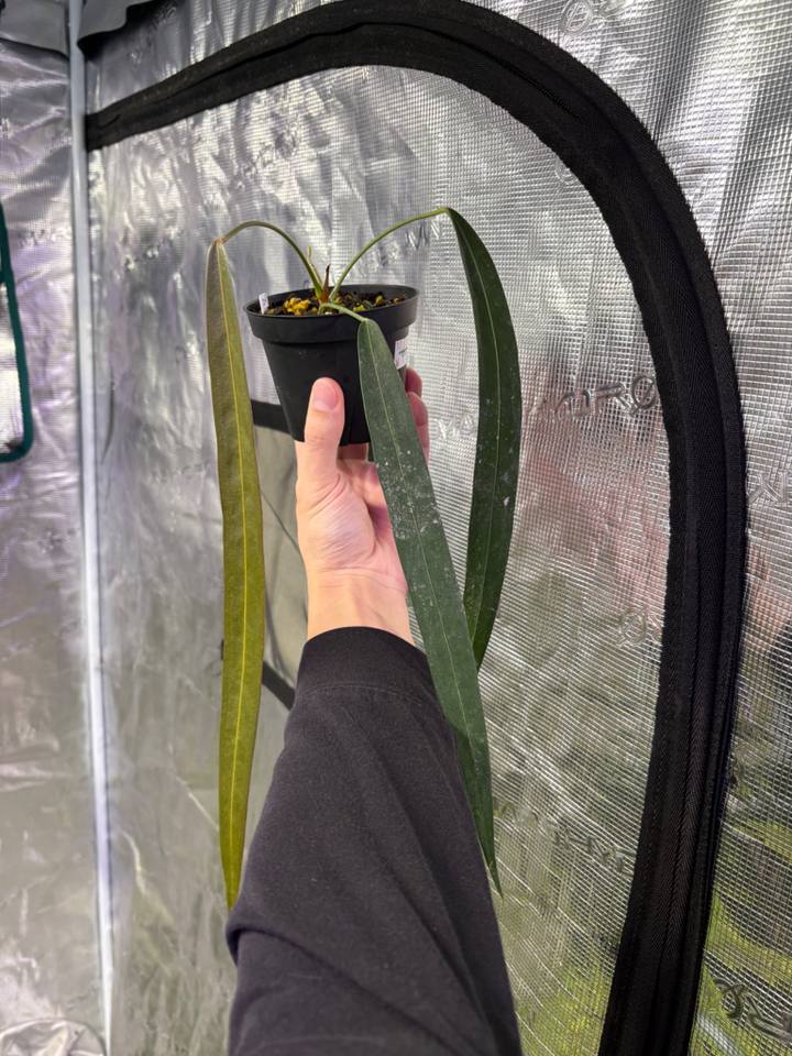 Anthurium wendlingeri